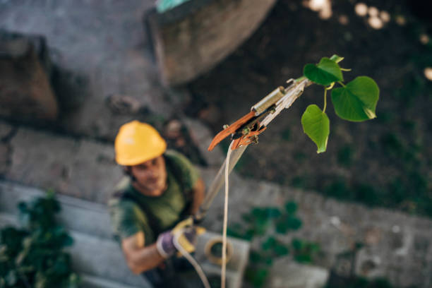 How Our Tree Care Process Works  in Valley Green, PA